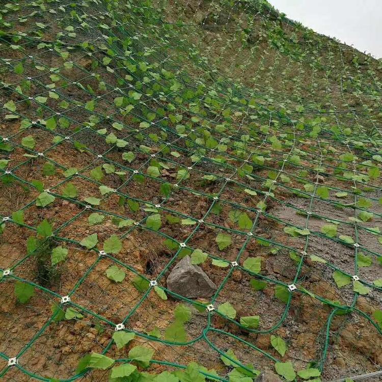 矿山修复绿叶网图片--4