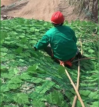 矿山复绿网图片--2