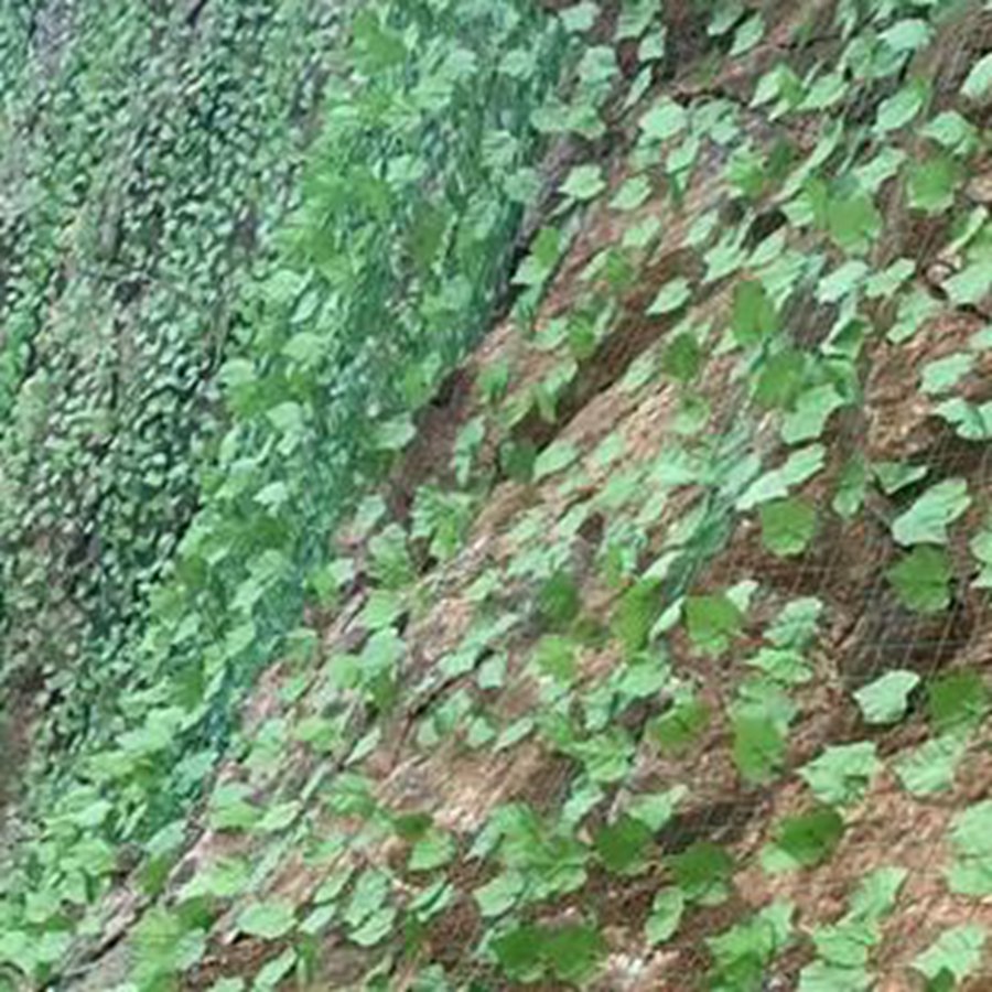 上海矿山绿叶网